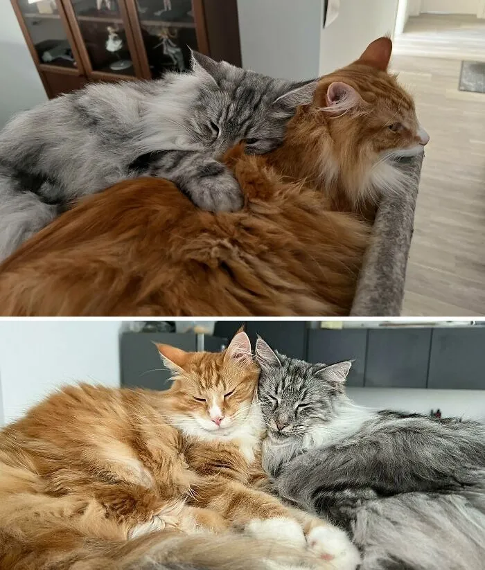 Loki And Freya Love To Cuddle With Each Other