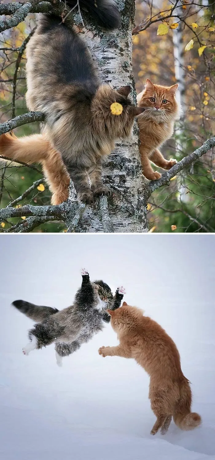 Norwegian Forest Cats