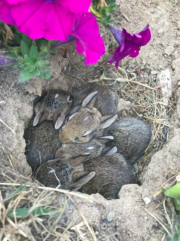 "Hey, Why Is There A Hole In My Flower Gard...oh!"