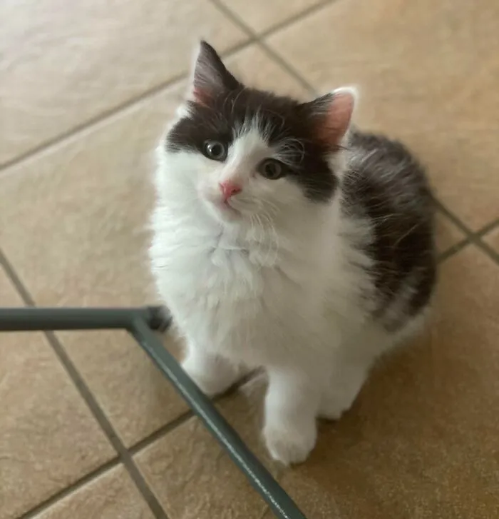 Nuestro pequeño gato bosque de Noruega