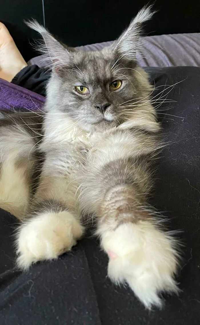 Y este es Smaug, 11 meses