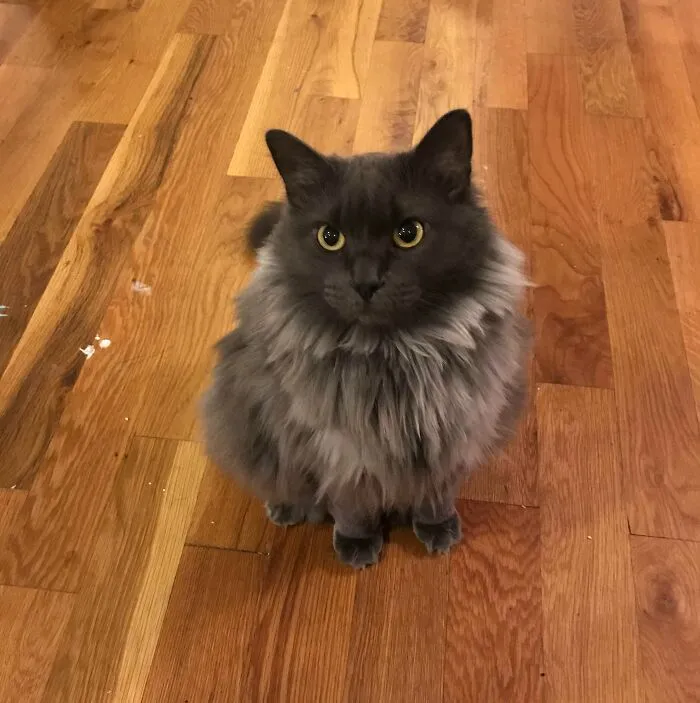 My Friend's Norwegian Forest Cat Knows She’s Beautiful