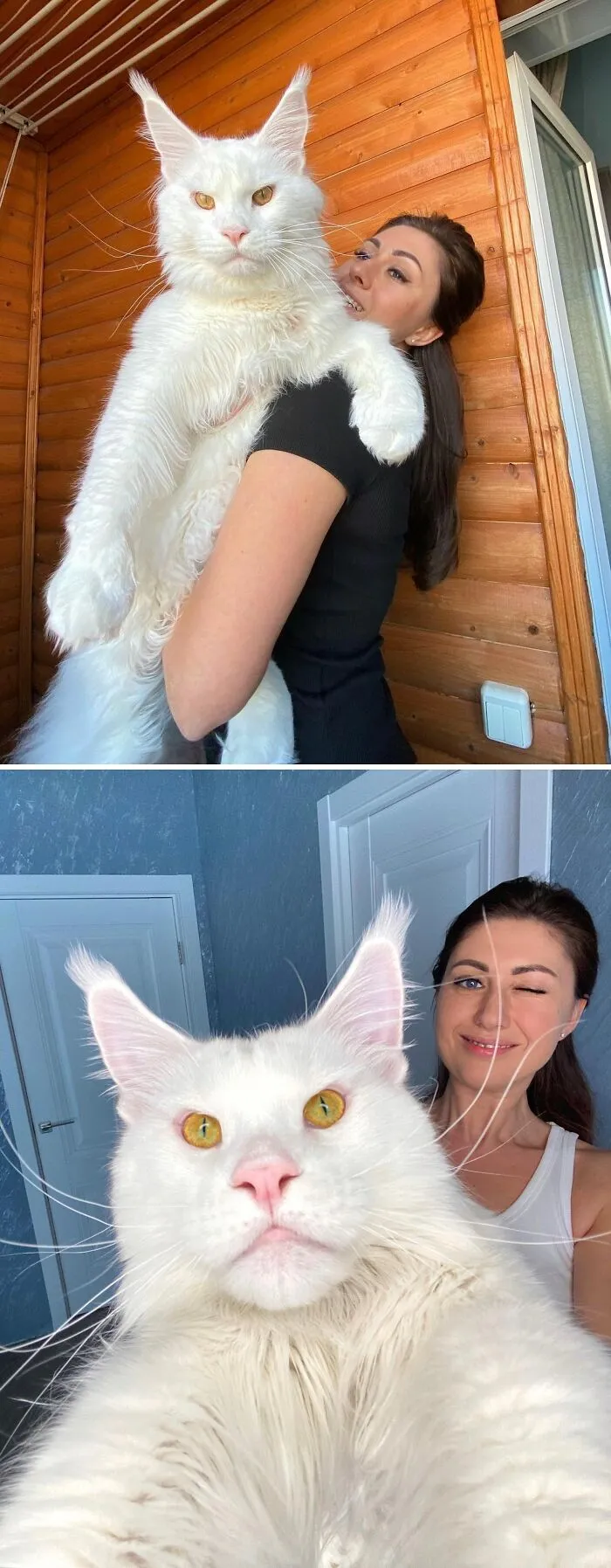 Kefir, The Giant Maine Coon Cat Is So Big Many People Think That It’s A Dog At First