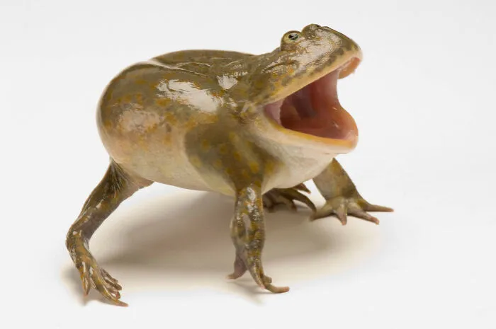 My Frog Died A Couple Months Ago, But This Is The Closest Picture I Could Find That Looks Like Him!