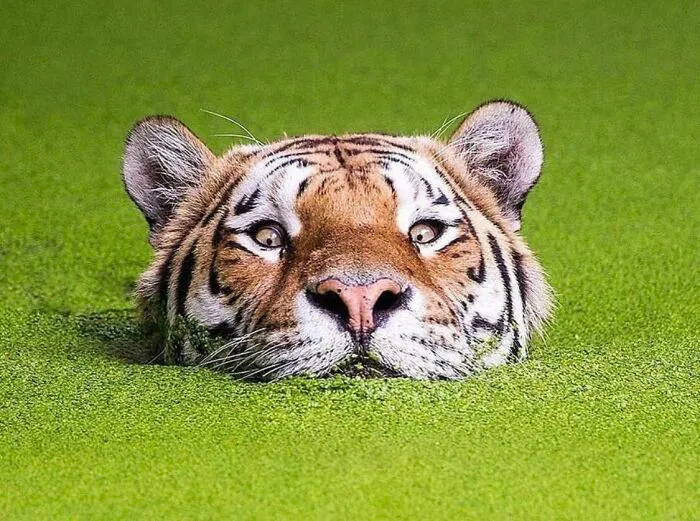 Tigre nadando entre la vegetación