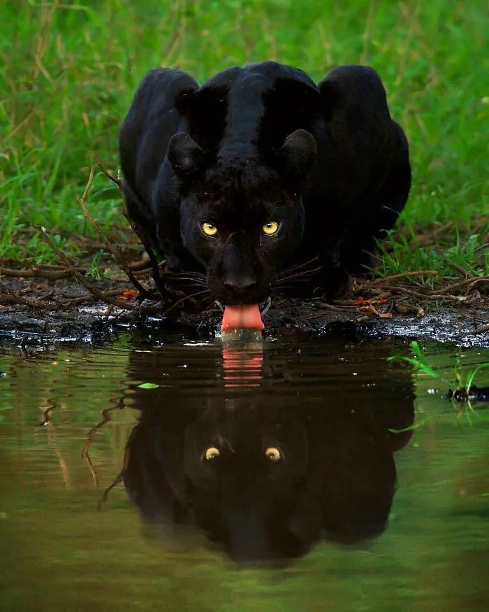 La pantera negra