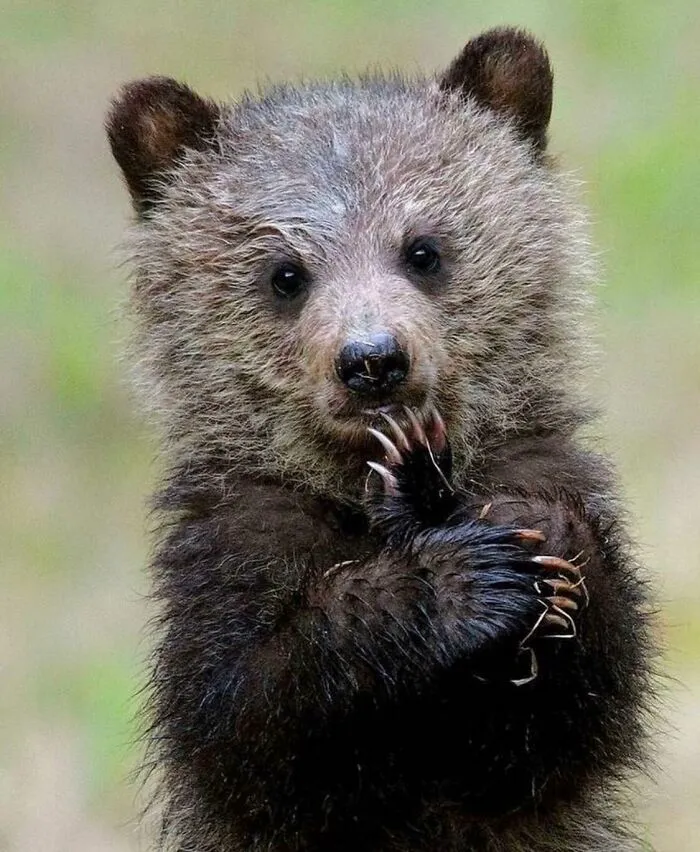 Un pequeño osito sumido en sus pensamientos 