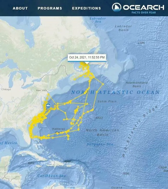 Shark With Gps Paints A Shark On The Map