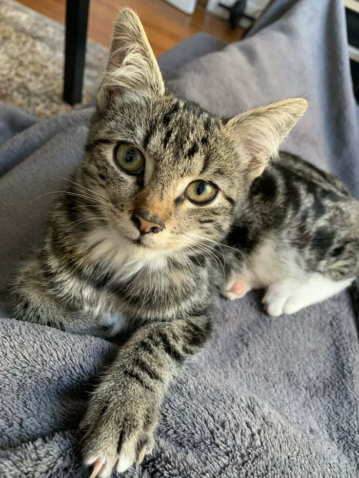 Adopté a un gato hoy 
