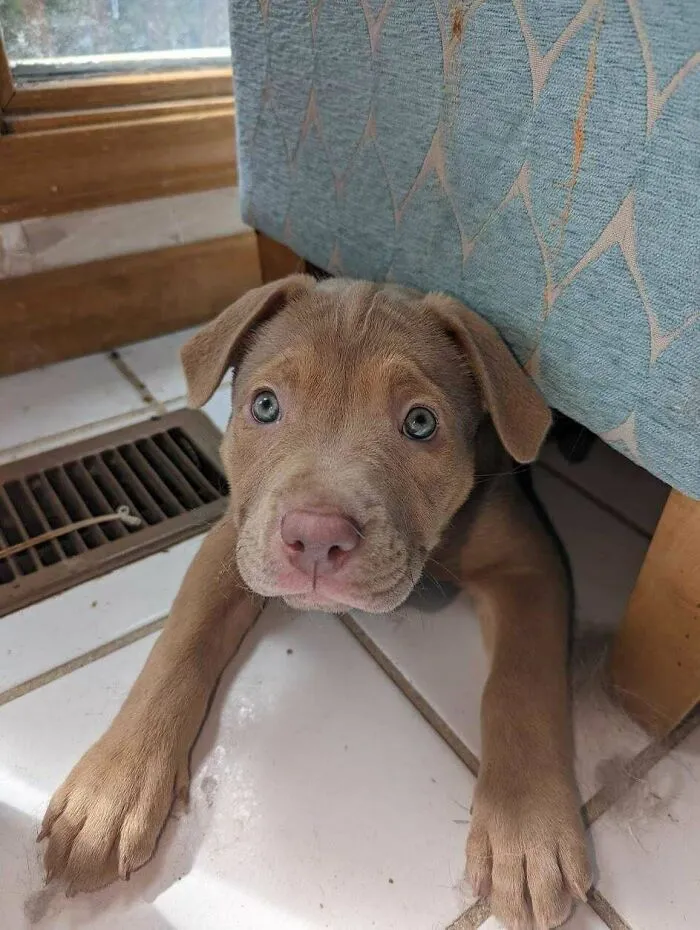 Creo que acabamos de adoptar el cachorro más bonito que jamás haya existido