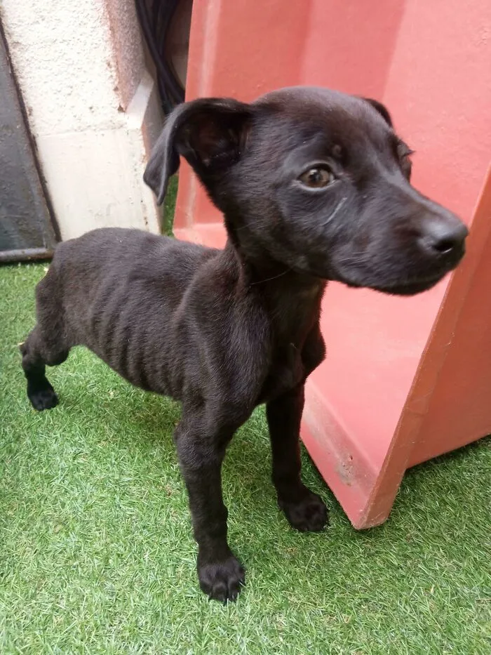 ¡Nueva Adopción! Rescate de una hembra de 2 meses. Se llama Marlena, en honor a Måneskin
