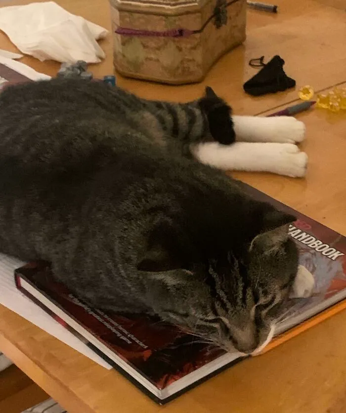 Adquirí a este chico fornido en un evento de adopción gratuita, ¡la mejor decisión! Ya le gustan los juegos de mesa......