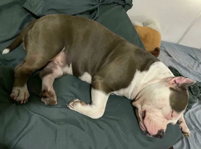 Adopté a una chica, los vecinos la llaman Pig (cerdita) Bull