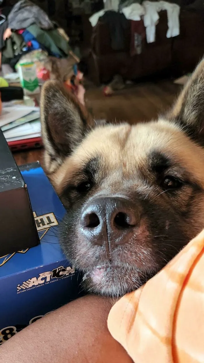 Acabo de adoptar a este buen chico de un refugio