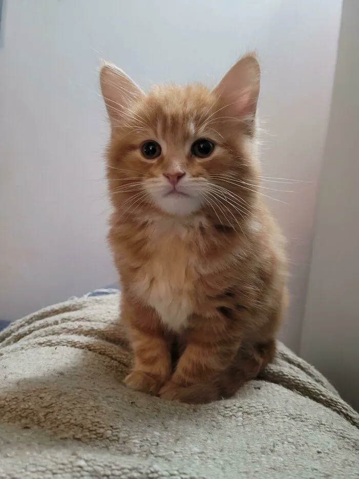 Acabo de adoptar a este chico. Se llama Milo.
