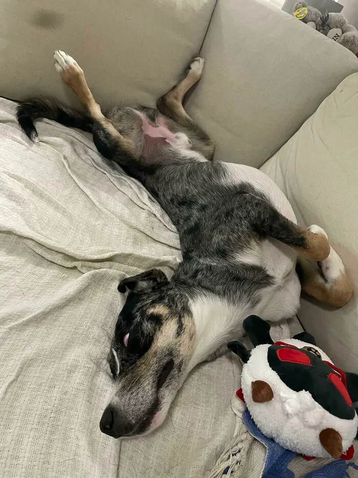 Day 7 Of Officially Adopting Him, He Sleeps Like This All The Time Now