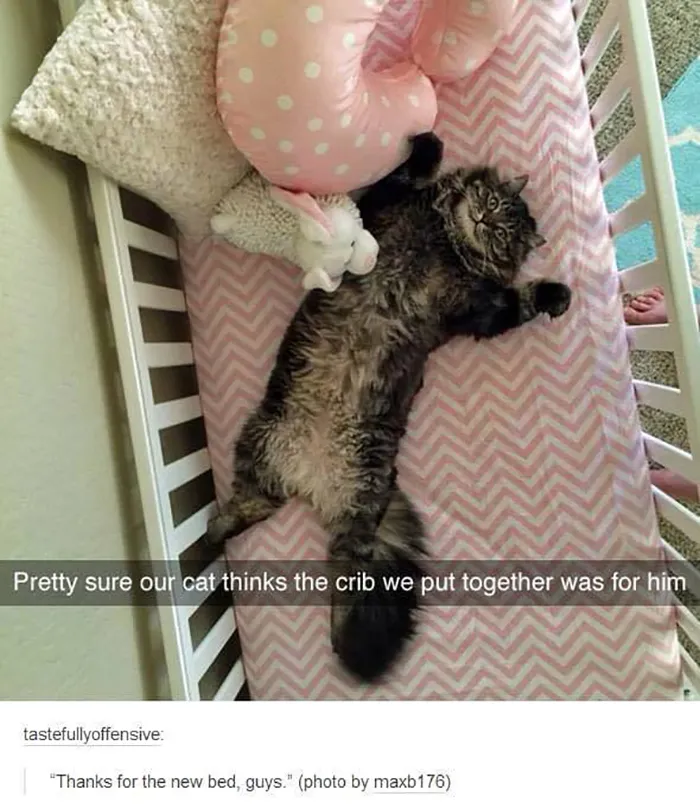 Cat on catnip humor: a fluffy cat lays stretched out in a crib, surrounded by pink bedding and pillows.