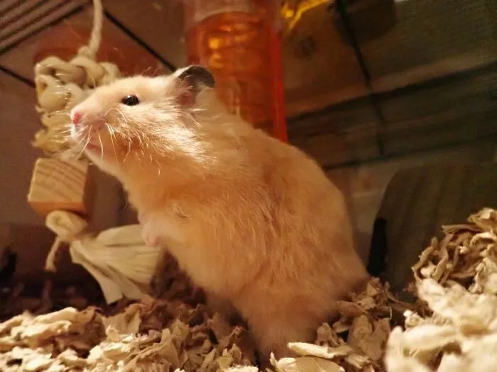 Also Marshmallow
