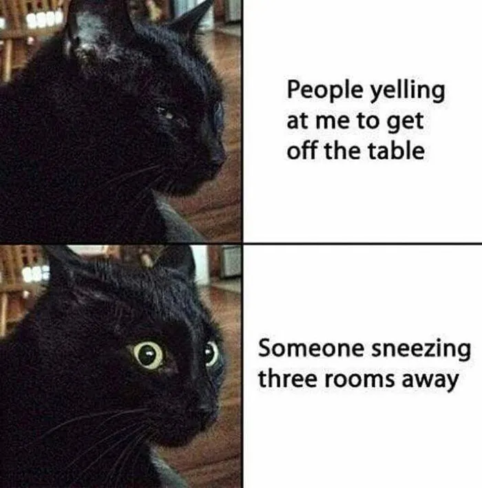 Black cat reacting humorously, illustrating a funny cat meme from the 'Cats On Catnip' series.