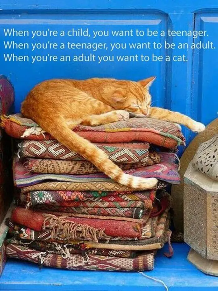 The Cat Life Goals