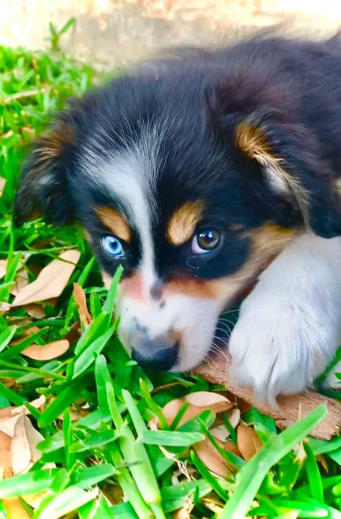 Puppy