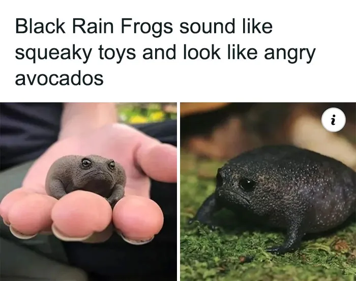 Angry Avocado