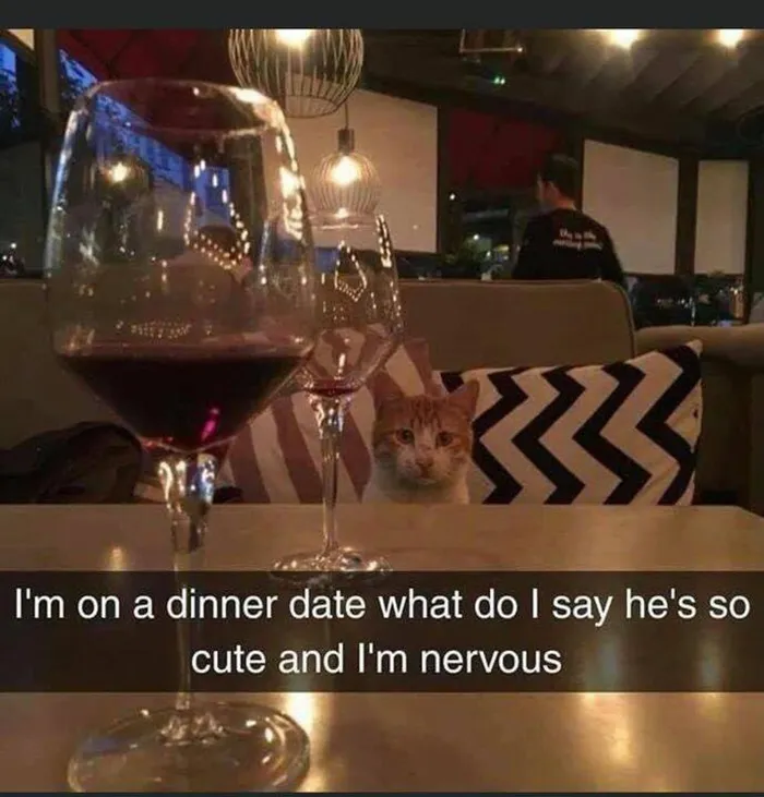 Cat meme: a nervous cat sits at a table with wine glasses, creating a funny and relatable scene.
