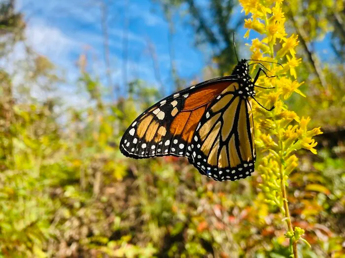 Late Monarch