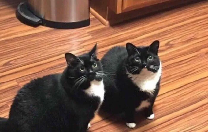 Last Month My Cat Disappeared. A Week Ago I Found Him And Brought Him Home. Today My Cat Came Back. Now I Have Two Identical Cats