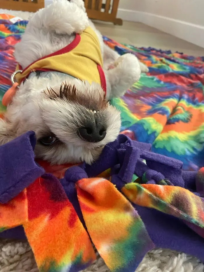 This Derpy Guy