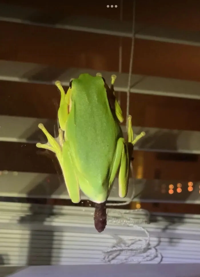 Pooper. Seriously Caught This Little Guy Doing His Business On My Living Room Window.  🤣