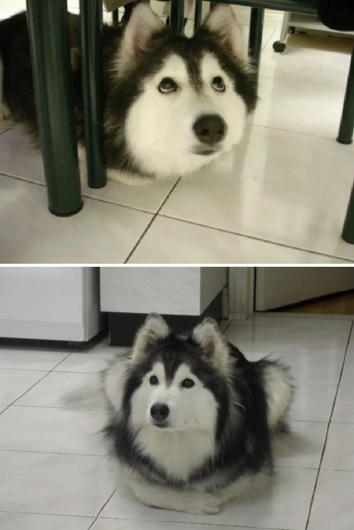 This Husky Raised By Cats Acts Like A Cat
