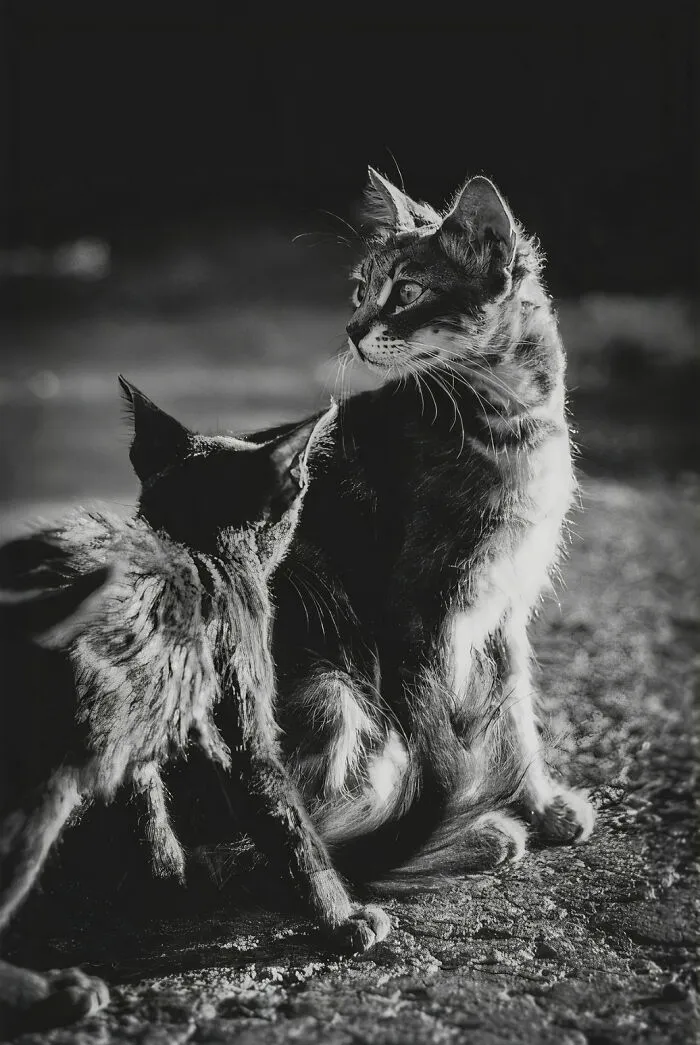 "I Take Pictures Of Stray Cats In Hopes To Touch Your Souls And Inspire You To Feed Your Local Cats" (14 New Pics)