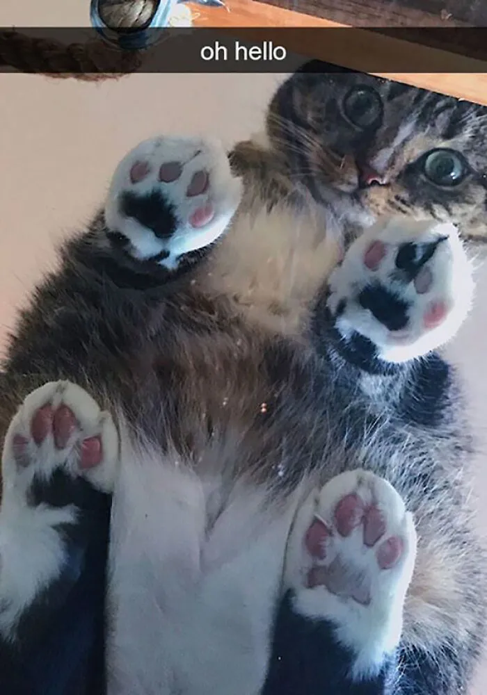 Cat looking through glass with wide eyes, showcasing a funny and relatable cat meme.