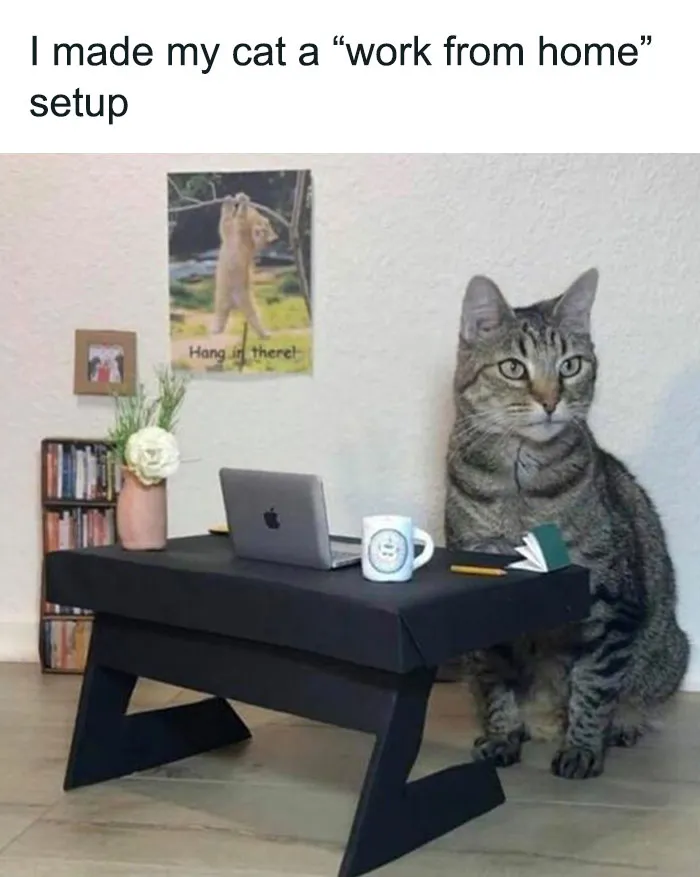 Cat sitting at a mini desk with laptop, mimicking a work-from-home setup, surrounded by a mug and decor.