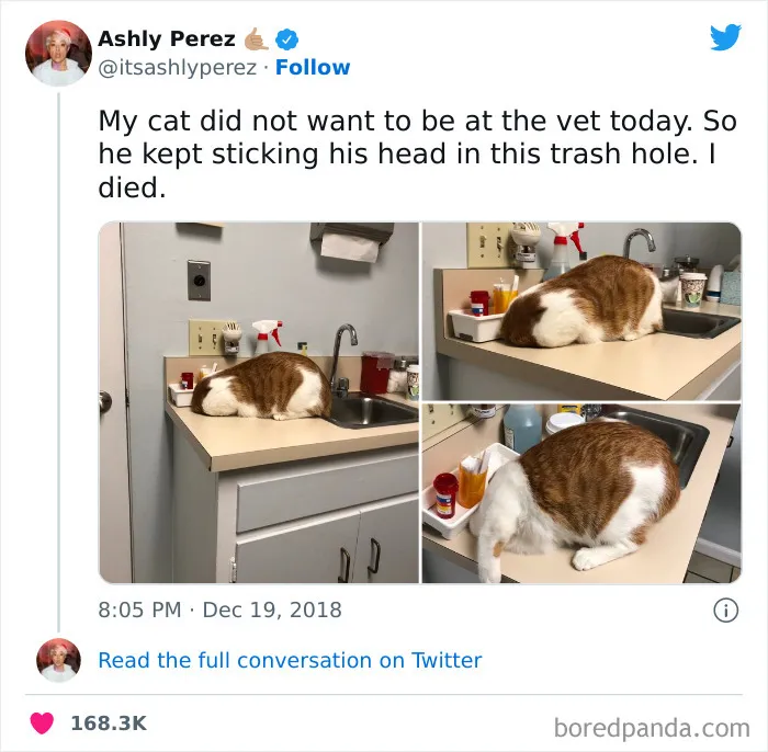 This Scaredy Cat