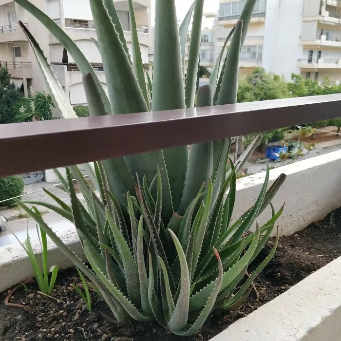 Mother Aloe With Her Babies!