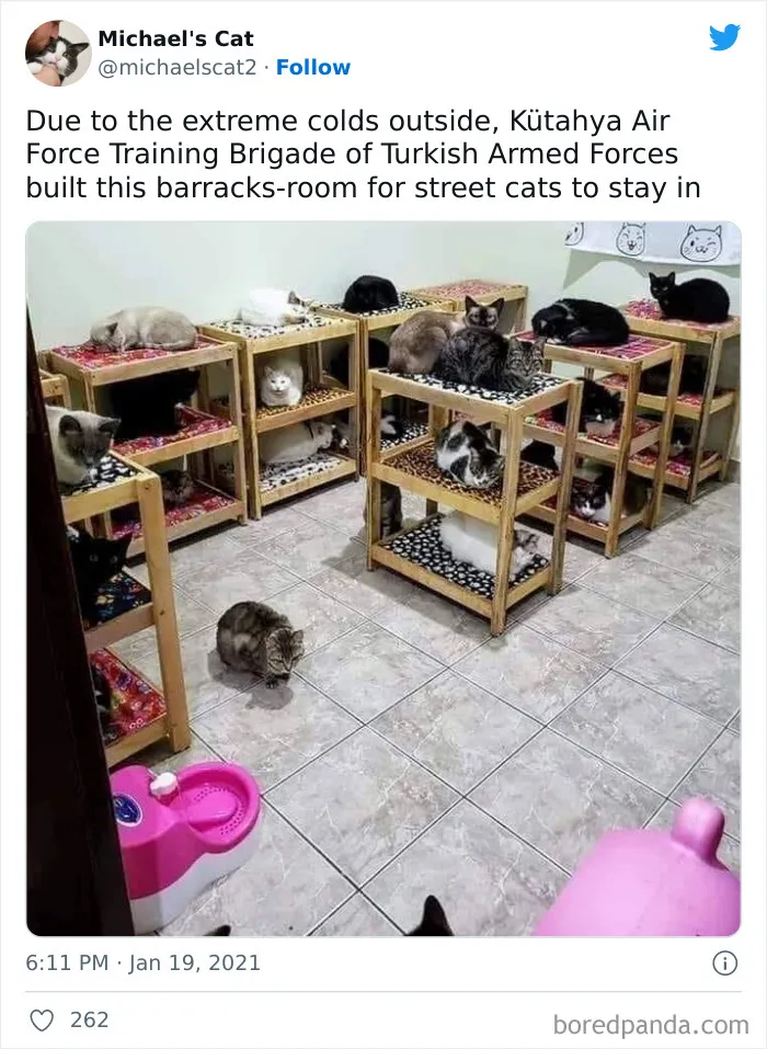 Cats’ Winter Barracks