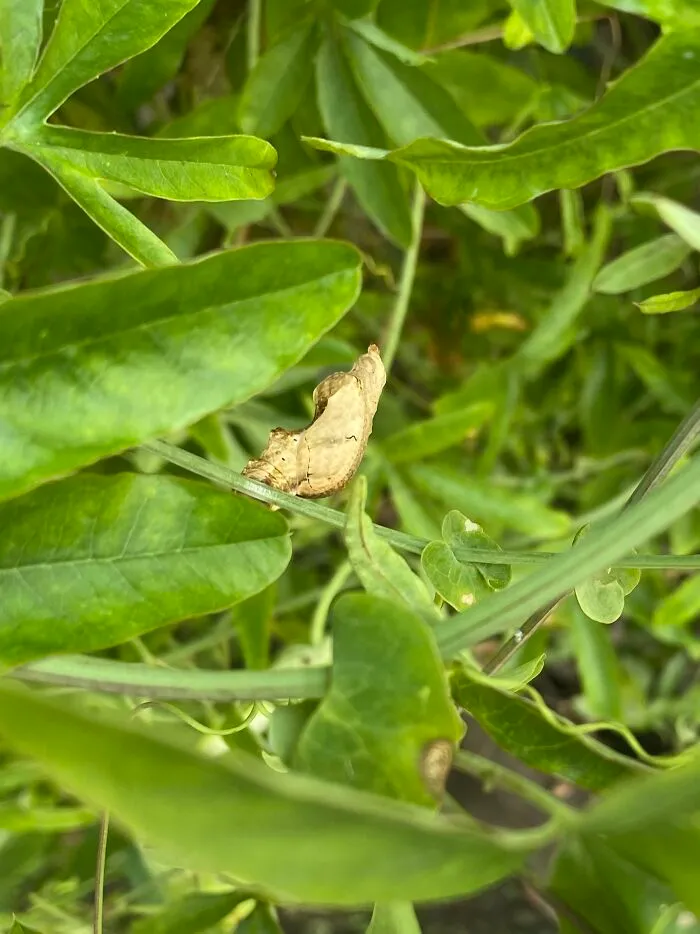 And We Will Have More Chrysalises  Than Leaves On The Vines