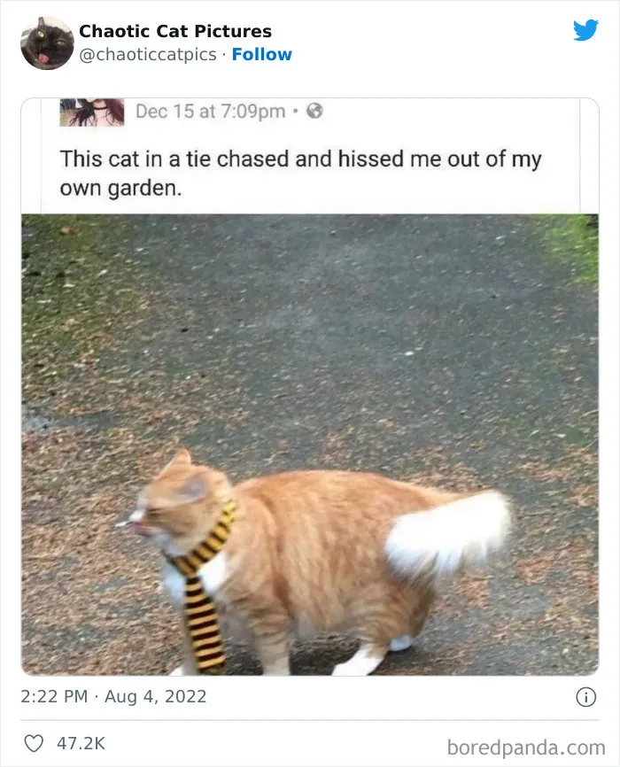 Twitter Can’t Get Enough Of This Page Dedicated To ‘Chaotic Cat Pictures’, Here Are 35 Of Their Best Posts