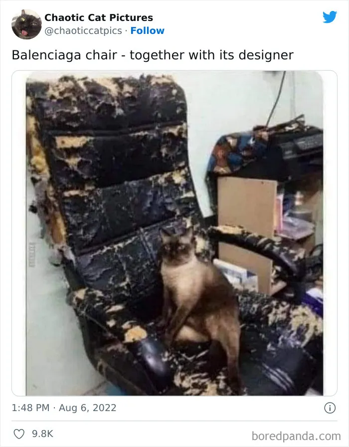 Twitter Can’t Get Enough Of This Page Dedicated To ‘Chaotic Cat Pictures’, Here Are 35 Of Their Best Posts