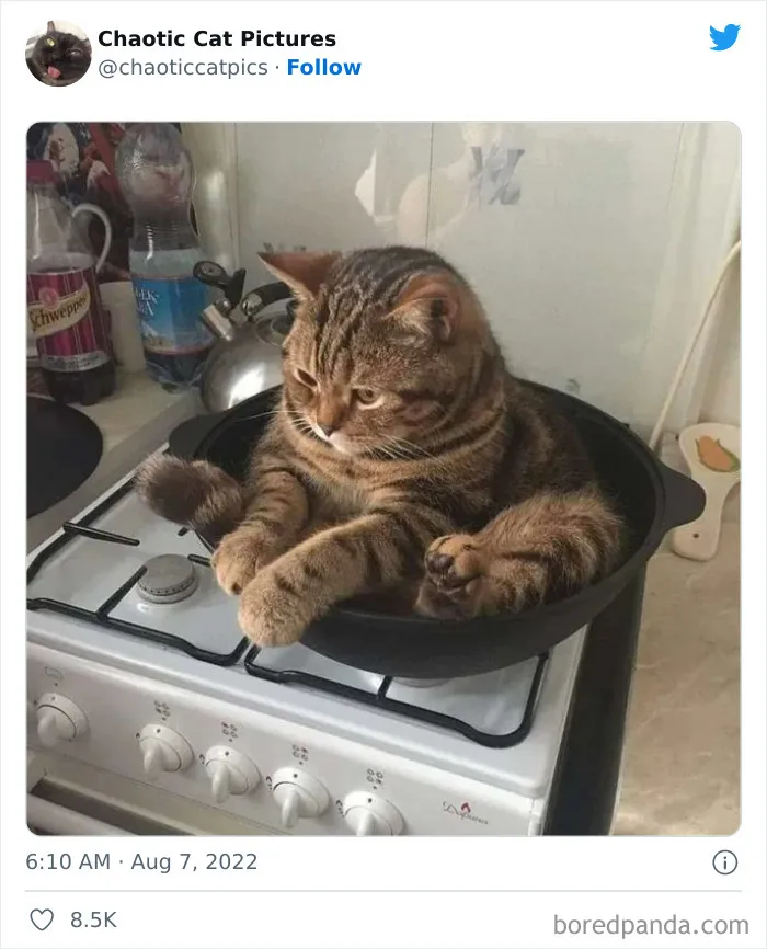 27 De las mejores "fotos caóticas de gatos" compartidas en esta cuenta de Twitter