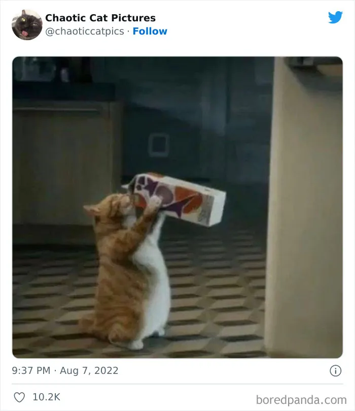 27 De las mejores "fotos caóticas de gatos" compartidas en esta cuenta de Twitter