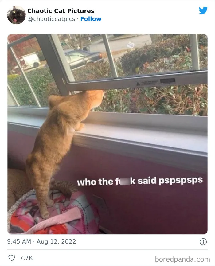 Twitter Can’t Get Enough Of This Page Dedicated To ‘Chaotic Cat Pictures’, Here Are 35 Of Their Best Posts