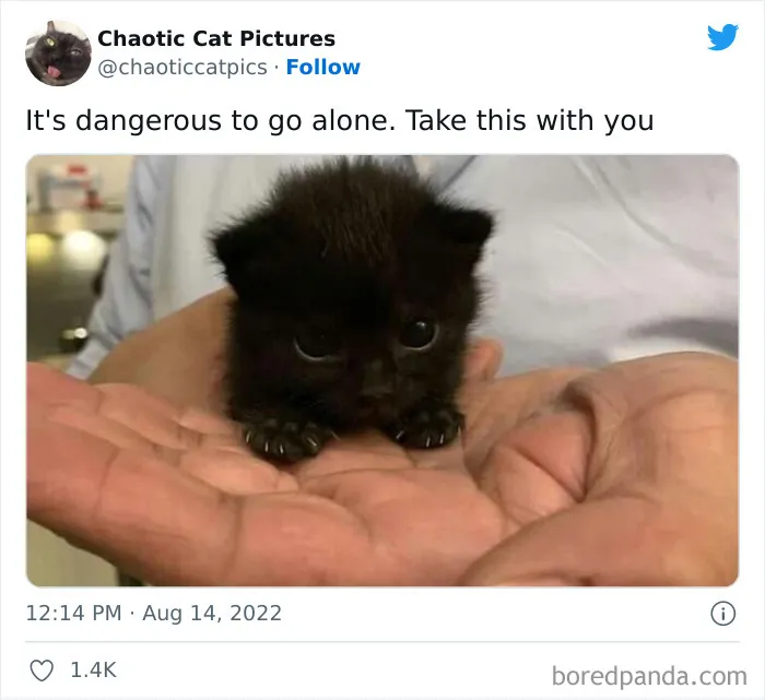 Twitter Can’t Get Enough Of This Page Dedicated To ‘Chaotic Cat Pictures’, Here Are 35 Of Their Best Posts