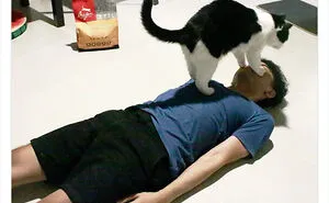 Twitter Can’t Get Enough Of This Page Dedicated To ‘Chaotic Cat Pictures’, Here Are 35 Of Their Best Posts