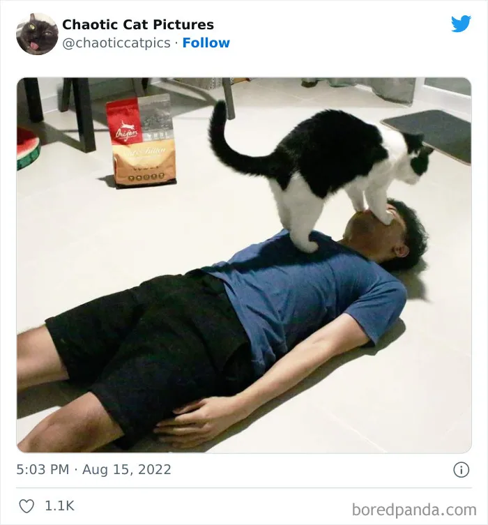 27 De las mejores "fotos caóticas de gatos" compartidas en esta cuenta de Twitter