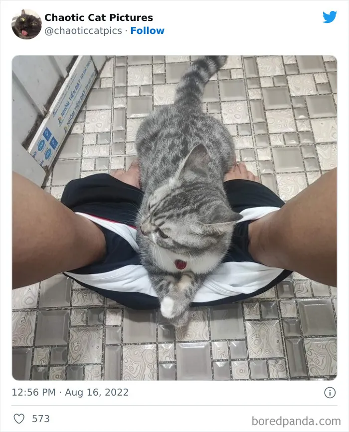 27 De las mejores "fotos caóticas de gatos" compartidas en esta cuenta de Twitter