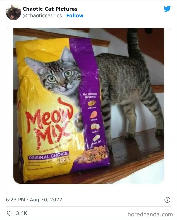 27 De las mejores "fotos caóticas de gatos" compartidas en esta cuenta de Twitter