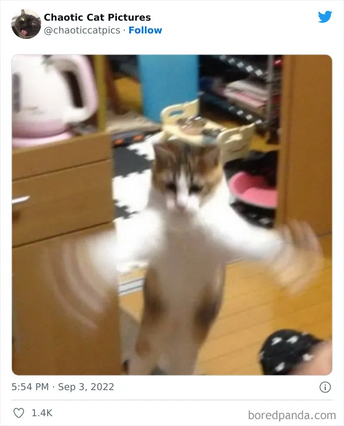27 De las mejores "fotos caóticas de gatos" compartidas en esta cuenta de Twitter